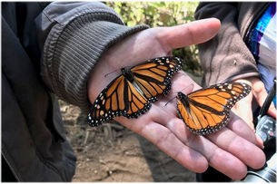 Mexico RV Caravan - Monarchs